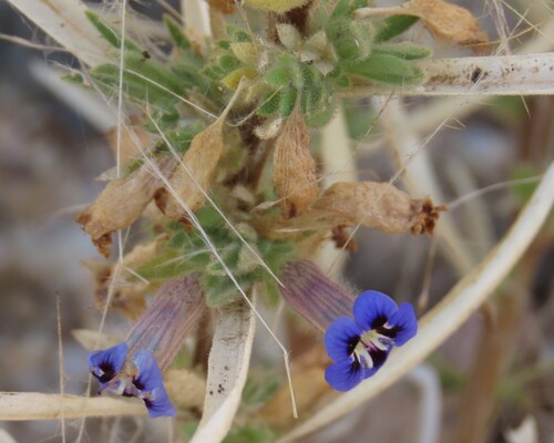 Aptosimum arenarium (Aptosimum arenarium)