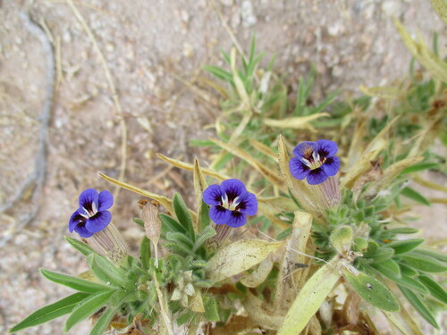 Aptosimum arenarium (Aptosimum arenarium)