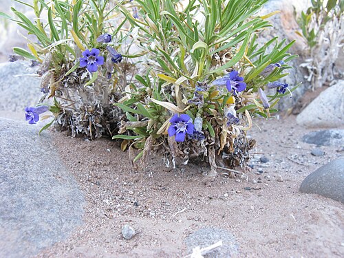 Aptosimum arenarium: Aptosimum arenarium Engl. One of the so-called Karoo Violets. Growing in sand on the river bank in the Fish River Canyon Namibia.