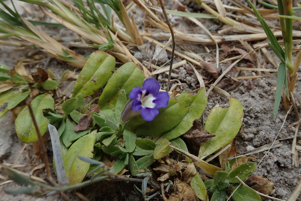 Aptosimum decumbens (Aptosimum decumbens)