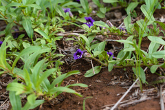 Aptosimum decumbens (Aptosimum decumbens)