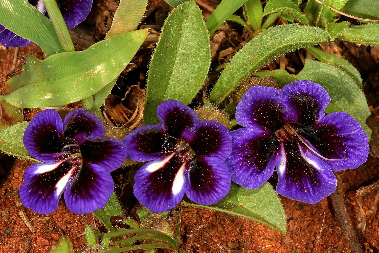 Carpet flower: Aptosimum elongatum , plant in flower; in grassland, vicinity of Wolmaransstad, North West, South Africa