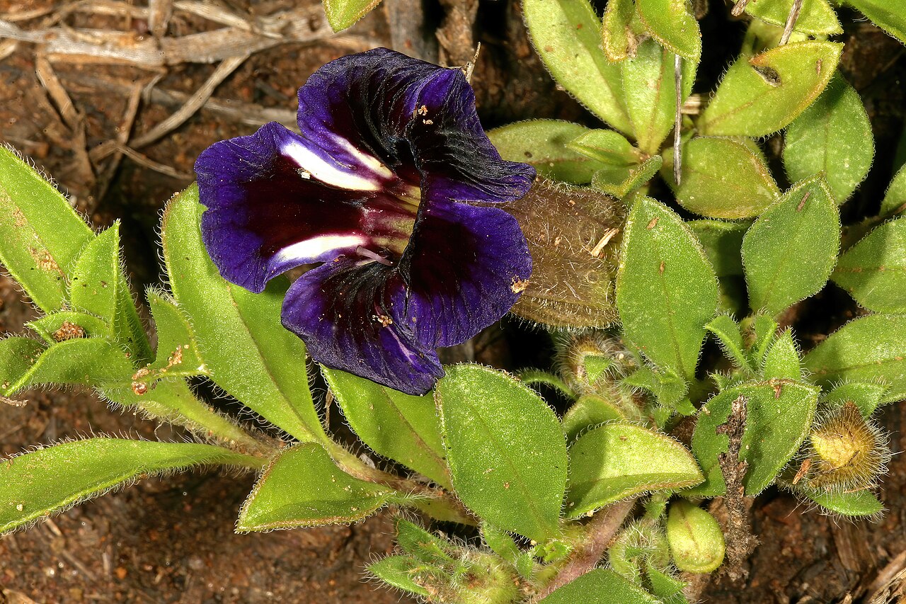 Carpet flower: Aptosimum elongatum , plant in flower; in grassland, vicinity of Wolmaransstad, North West, South Africa