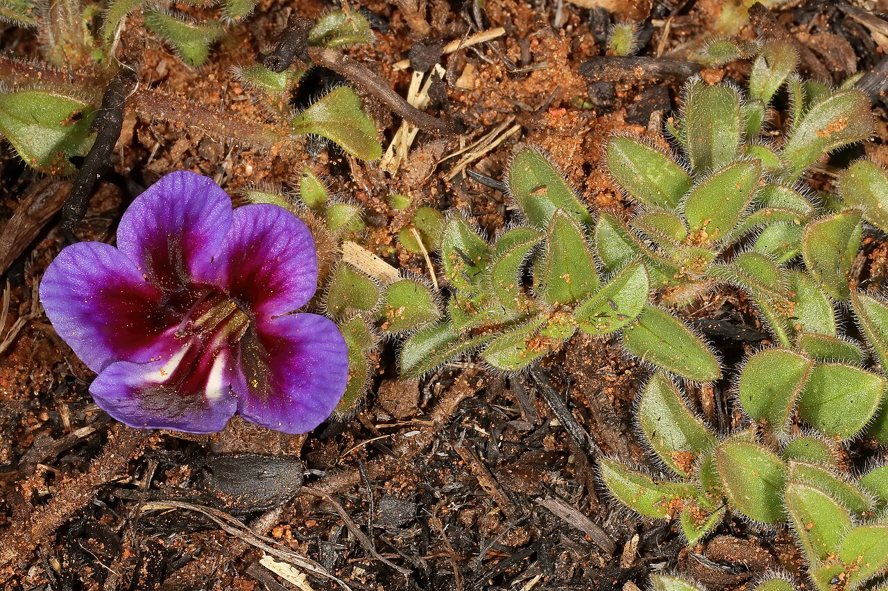 Carpet flower: Aptosimum elongatum , plant in flower; in grassland, vicinity of Wolmaransstad, North West, South Africa