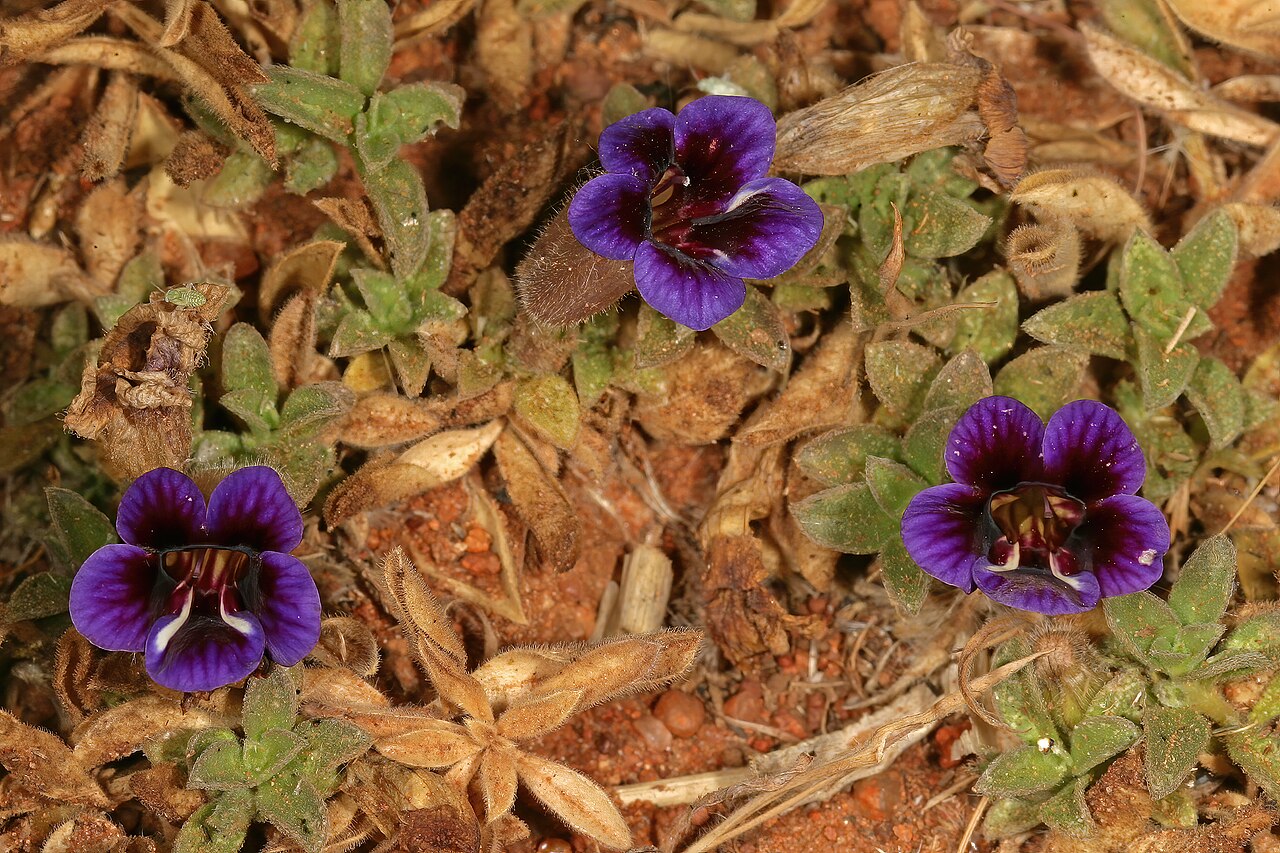 Carpet flower: Aptosimum elongatum , plant in flower; in grassland, vicinity of Wolmaransstad, North West, South Africa