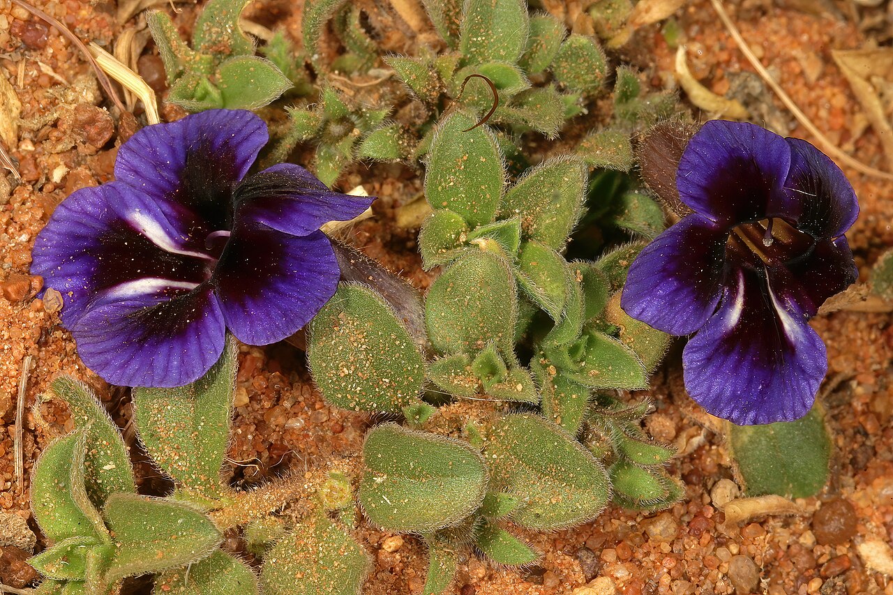 Carpet flower: Aptosimum elongatum , plant in flower; in grassland, vicinity of Wolmaransstad, North West, South Africa