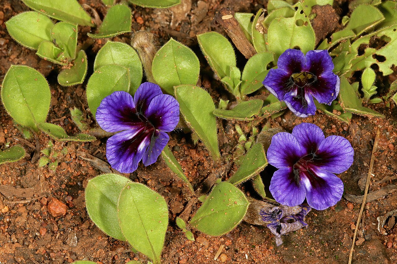 Carpet flower: Aptosimum elongatum , plant in flower; in grassland, vicinity of Wolmaransstad, North West, South Africa