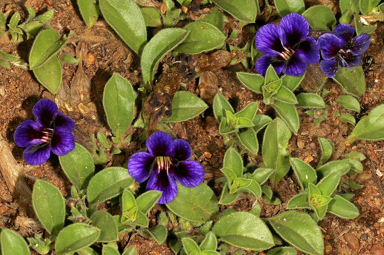 Carpet flower: Aptosimum elongatum , plant in flower; grassland near Klerksdorp, North West, South Africa