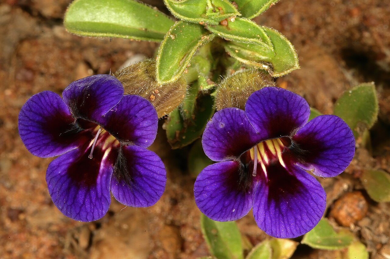 Carpet flower: Aptosimum elongatum , flowers; grassland near Klerksdorp, North West, South Africa