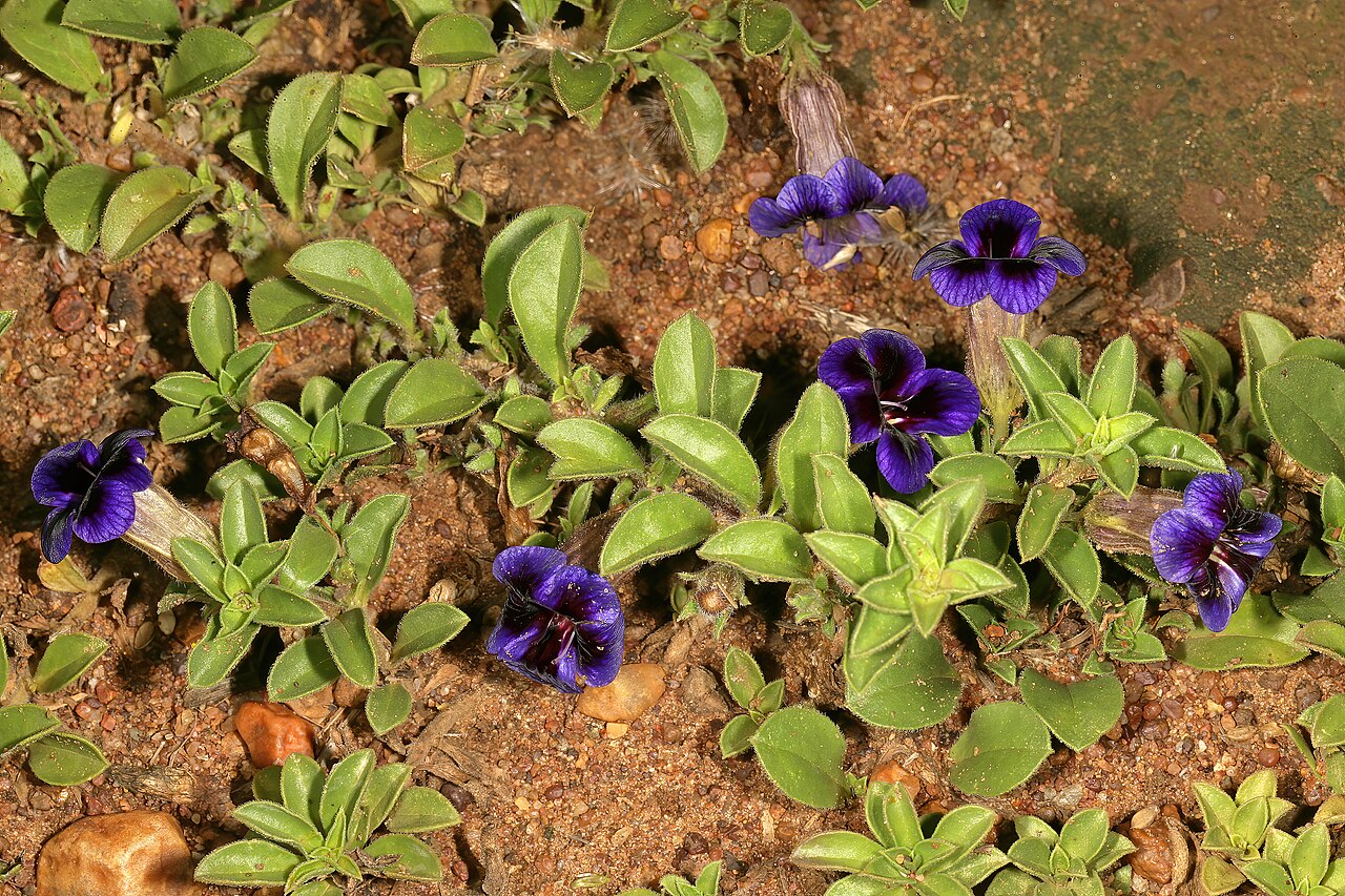 Carpet flower: Aptosimum elongatum , plant in flower; grassland near Klerksdorp, North West, South Africa
