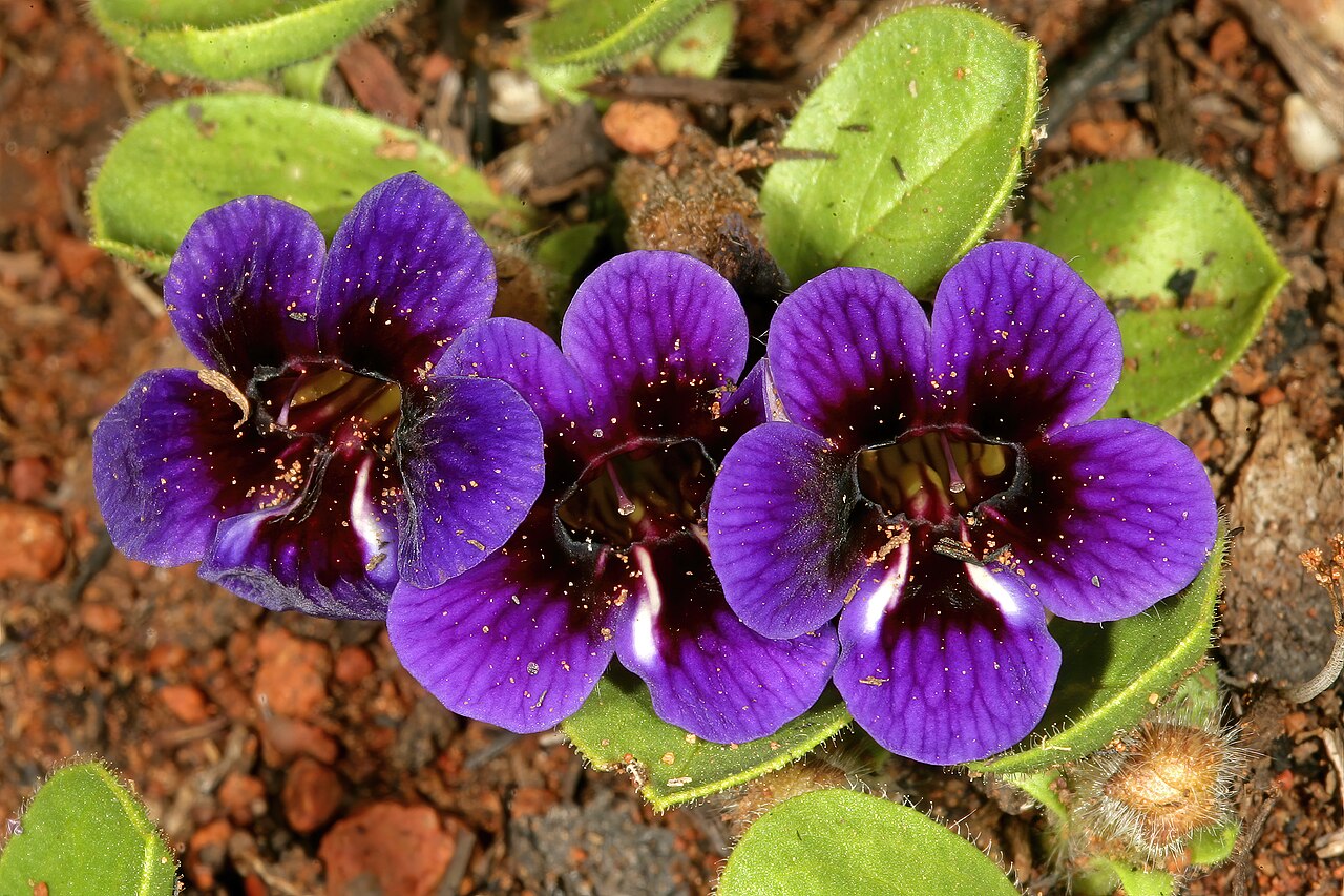 Carpet flower: Aptosimum elongatum , plant in flower; in grassland, vicinity of Wolmaransstad, North West, South Africa