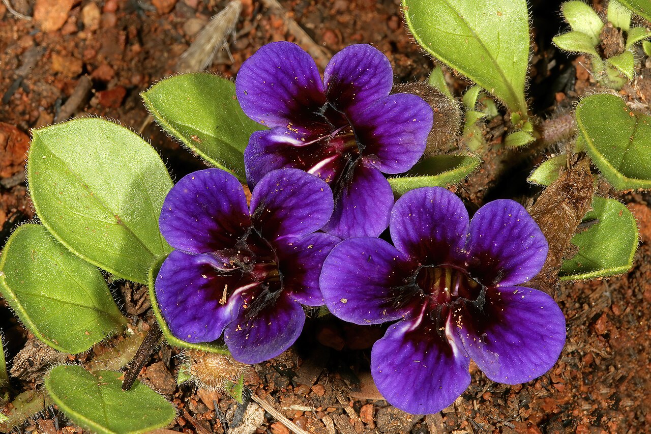 Carpet flower: Aptosimum elongatum , plant in flower; in grassland, vicinity of Wolmaransstad, North West, South Africa