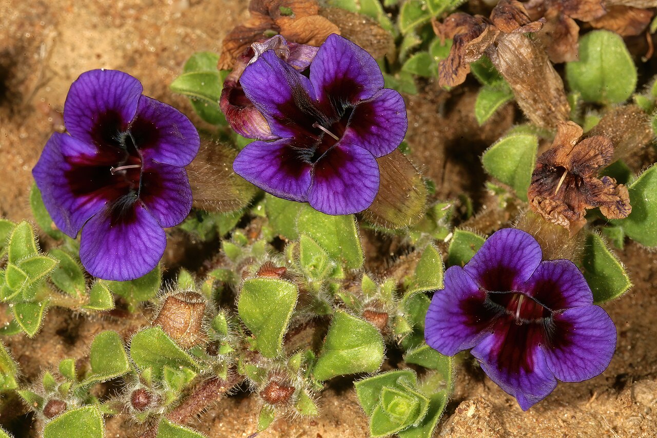 Carpet flower: Aptosimum elongatum , plant in flower; in grassland, vicinity of Wolmaransstad, North West, South Africa