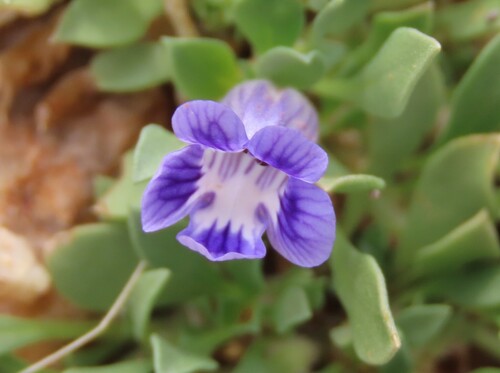 Aptosimum eriocephalum (Aptosimum eriocephalum)