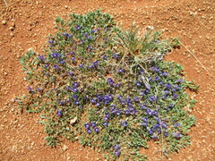 Aptosimum eriocephalum (Aptosimum eriocephalum)