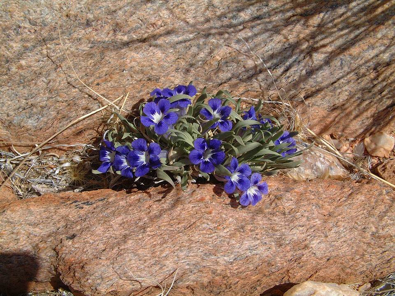 Karoo violet: Aptosimum indivisum, 3km N. Pofadder, Afrique du Sud.