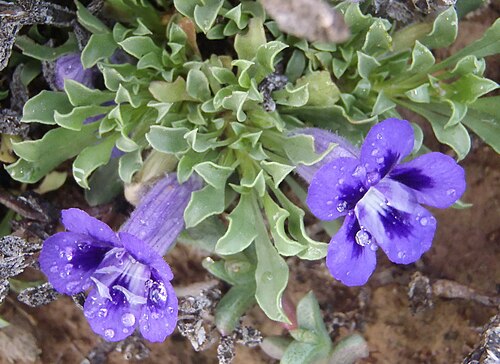 Karoo violet: Karoo Violet