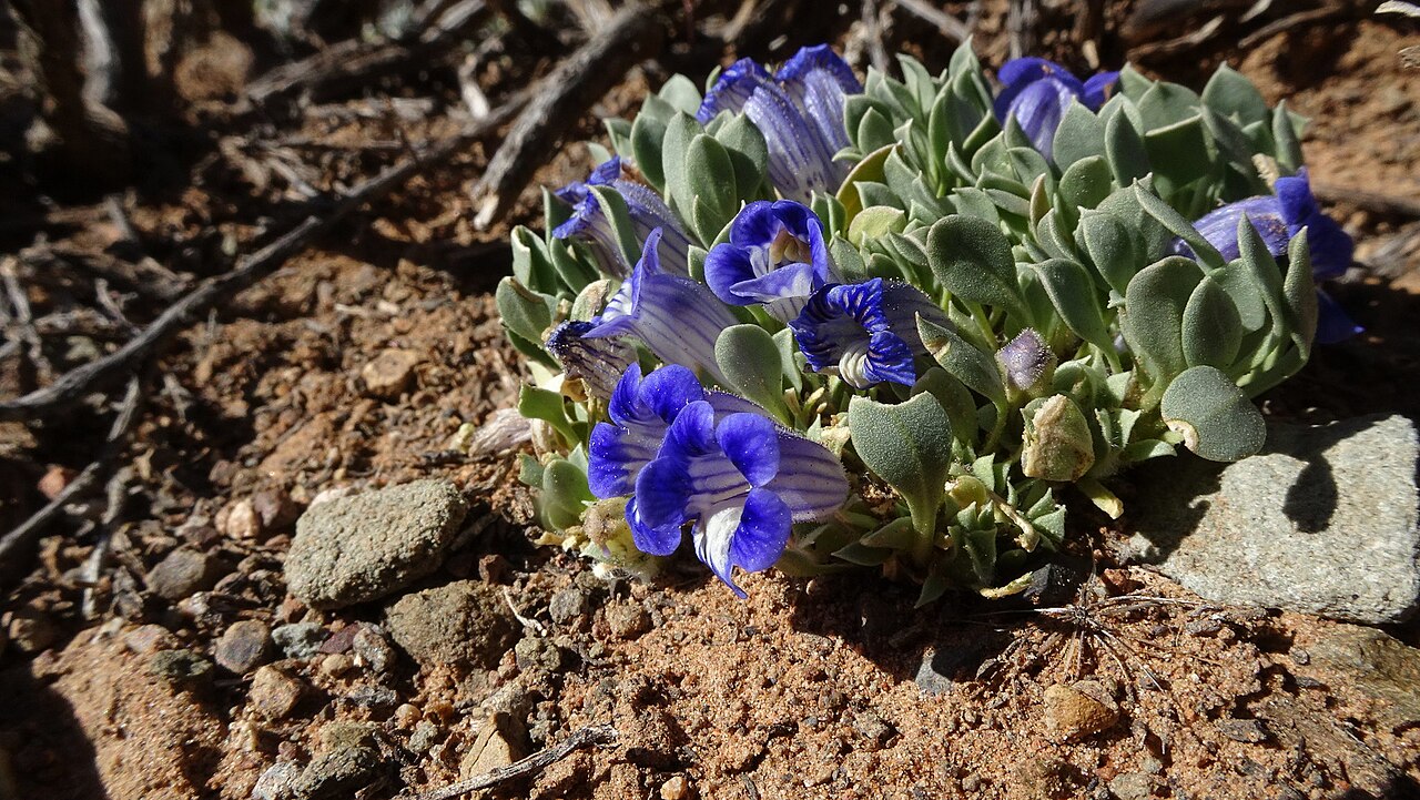 Karoo violet: Karoo Violet