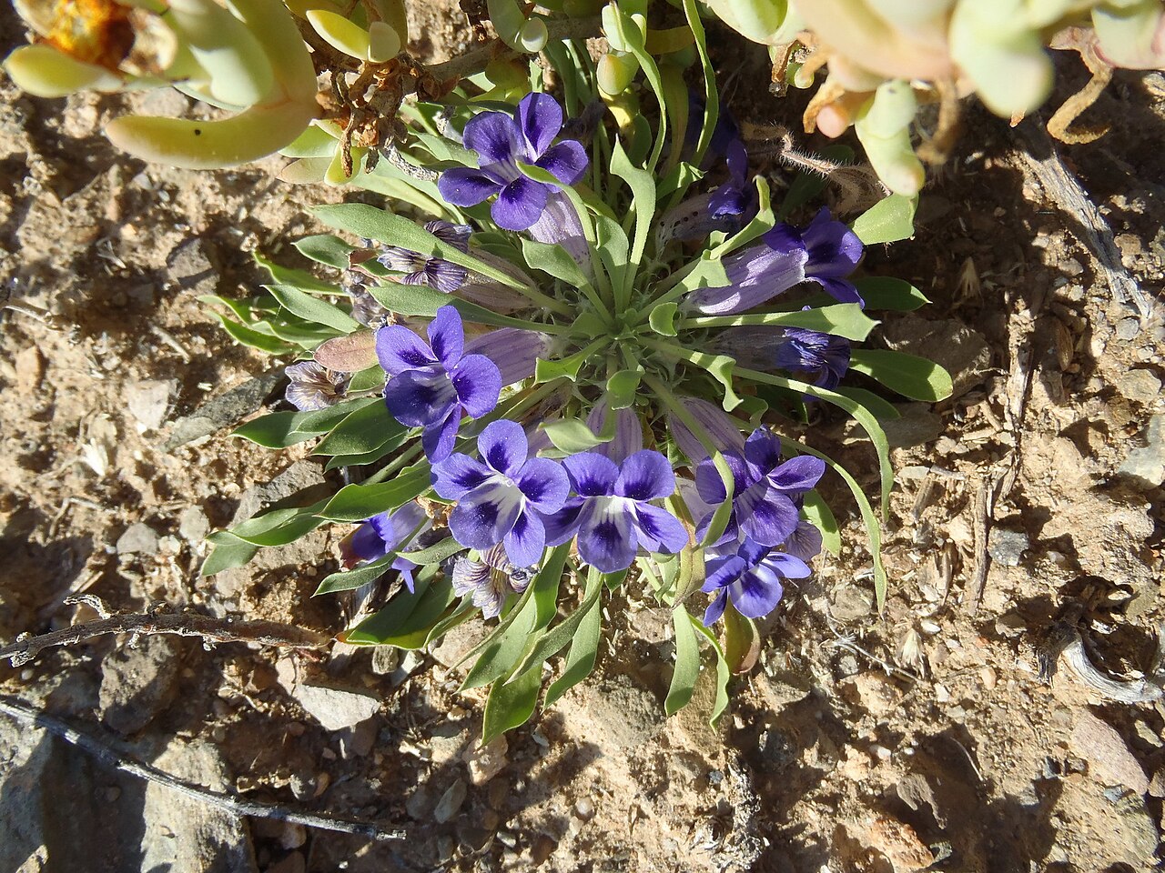 Karoo violet: Karoo Violet