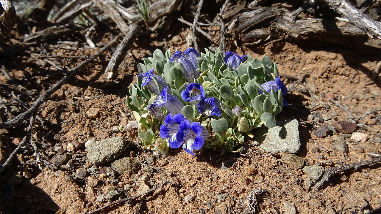 Karoo violet: Karoo Violet