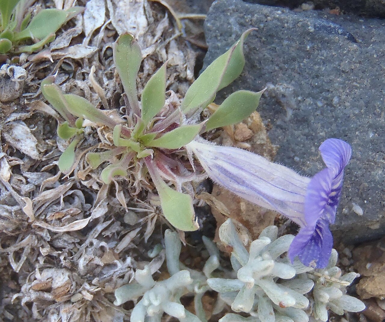 Karoo violet: Karoo Violet