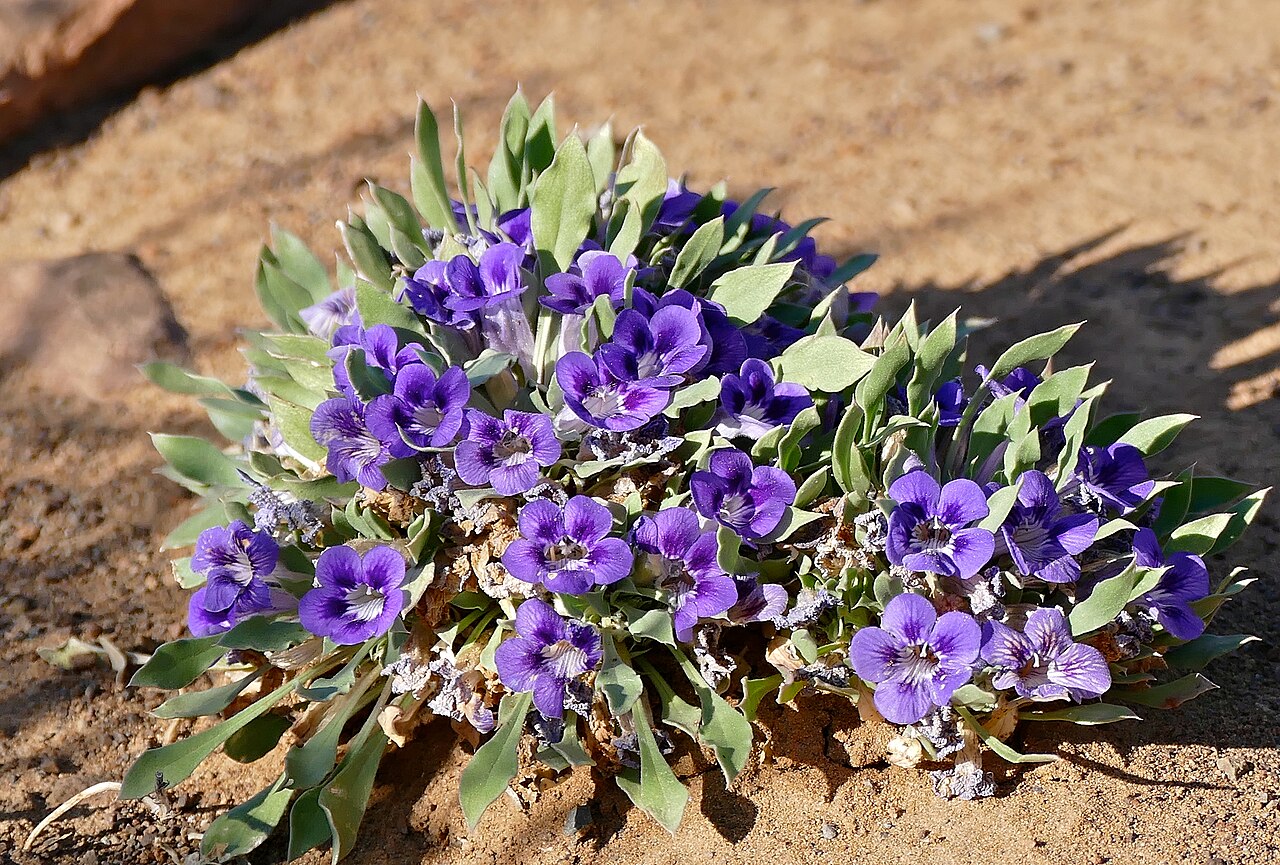 Karoo violet: Potlekkertjie Loop, Karoo NP, Western Cape, SOUTH AFRICA