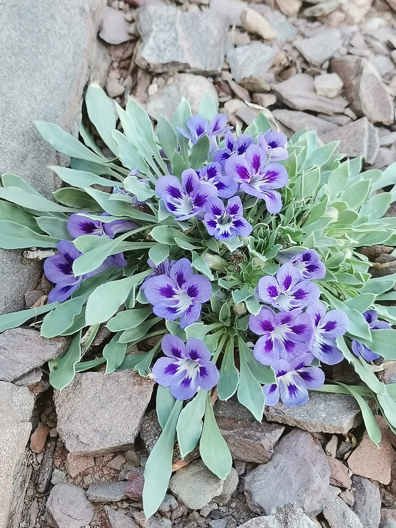 Karoo violet: Karoo Violet