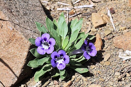 Karoo violet: South Africa. Karoo National Park. redlist.sanbi.org/species.php?species=1043-13