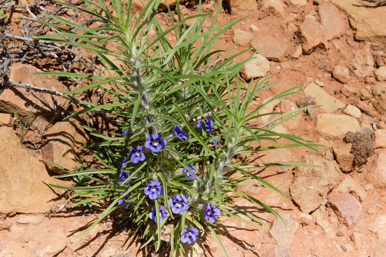 Aptosimum lineare: Aptosimum lineare-0299