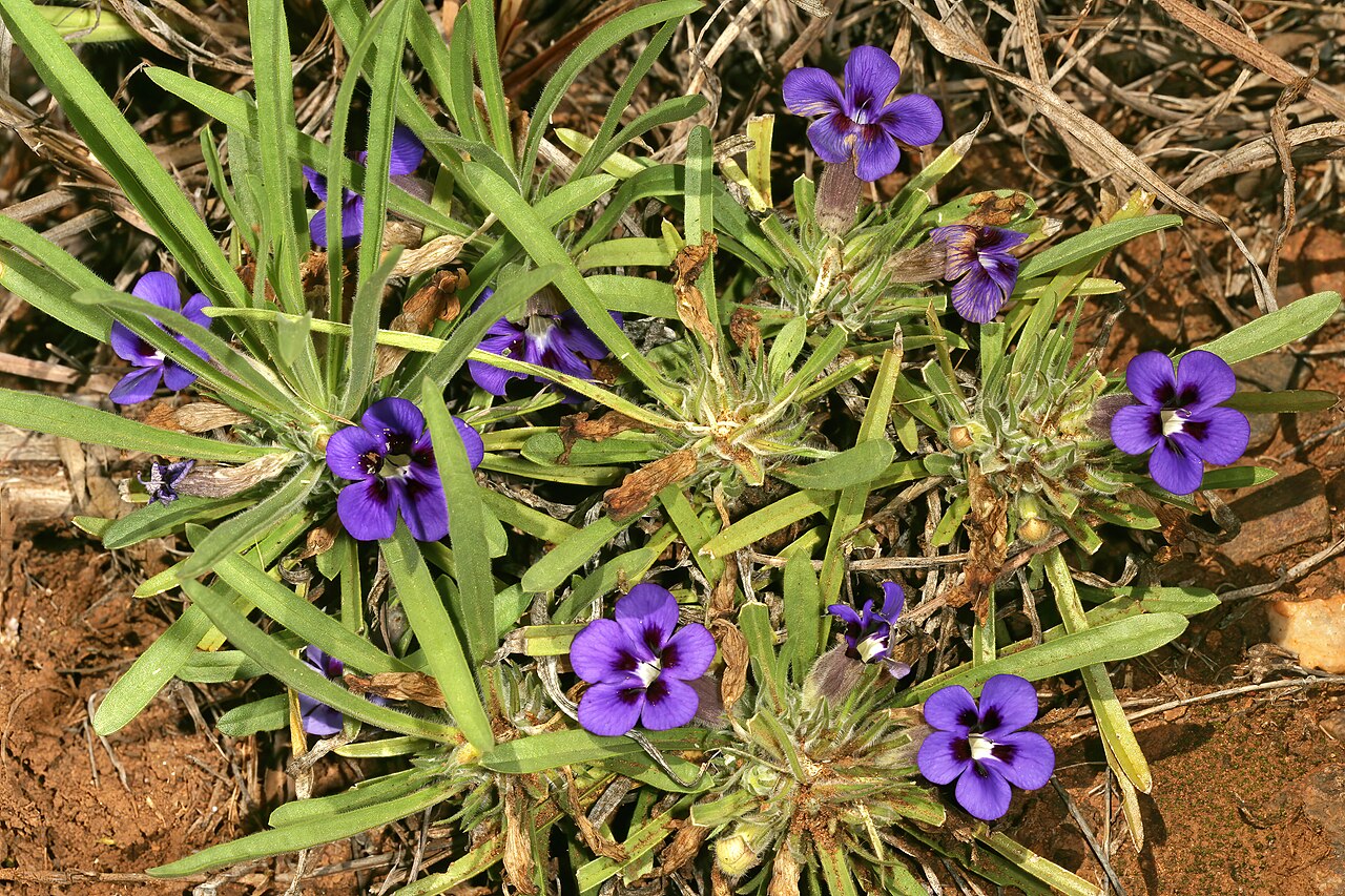 Aptosimum lineare: Aptosimum lineare , grazed plant in flower; Duiwekop, between Polokwane and Louis Trichardt, Limpopo, South Africa