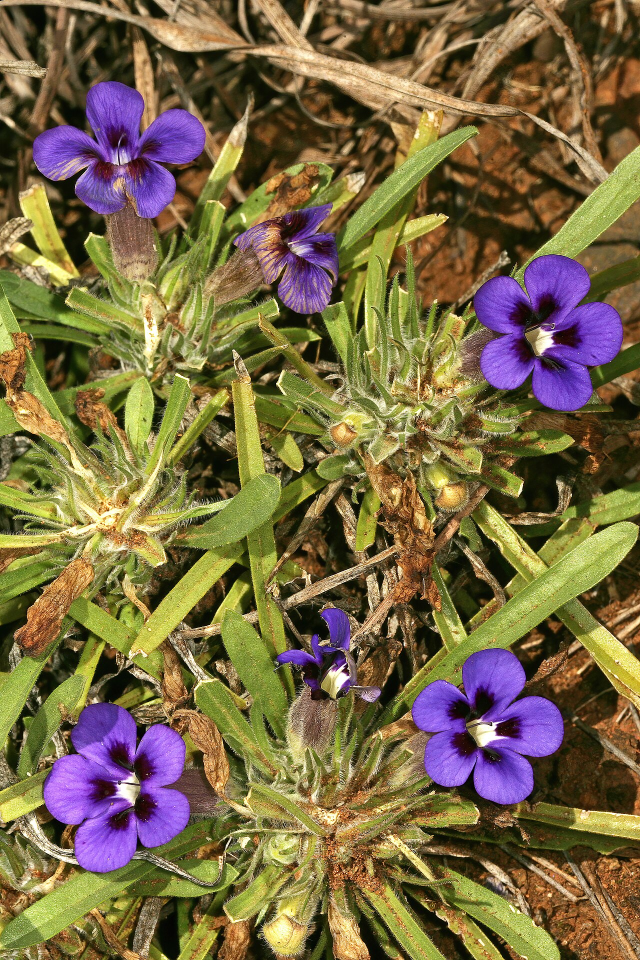 Aptosimum lineare: Aptosimum lineare , grazed plant in flower; Duiwekop, between Polokwane and Louis Trichardt, Limpopo, South Africa