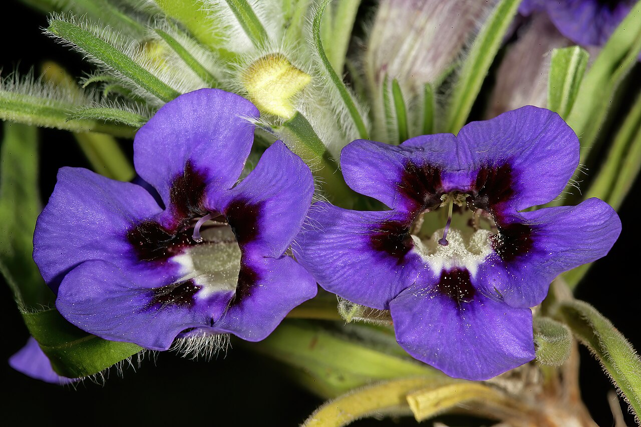Aptosimum lineare: Aptosimum lineare , flowers; between Waterpoort and Mopane, Limpopo, South Africa