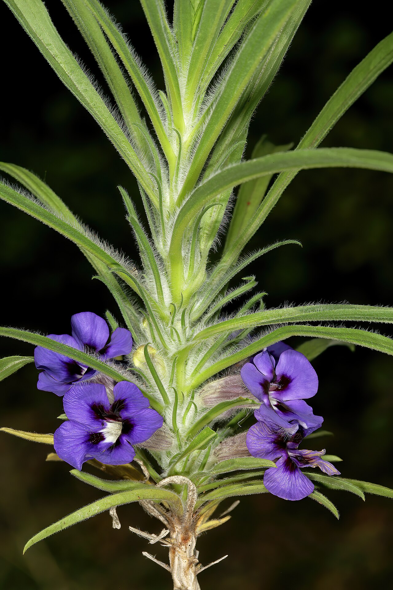 Aptosimum lineare: Aptosimum lineare , plant in flower; between Waterpoort and Mopane, Limpopo, South Africa