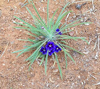 Aptosimum lineare: Carpet flower near Bylsteel in Limpopo, South Africa