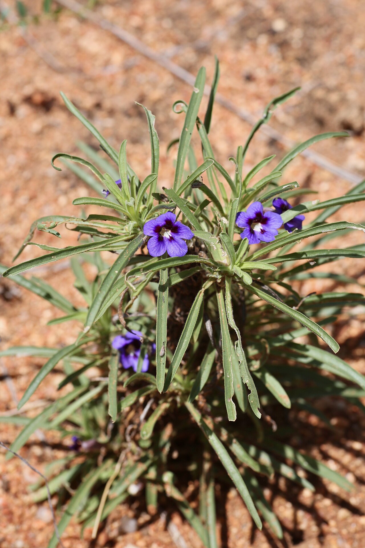 Aptosimum lineare: South Africa, Limpopo Province, Bewaarkloof Nature Reserve