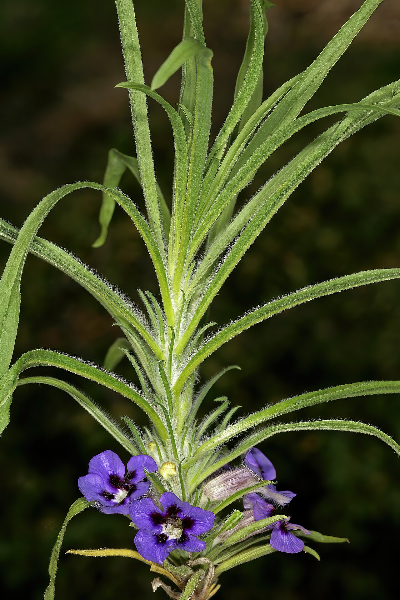 Aptosimum lineare: Aptosimum lineare , plant in flower; between Waterpoort and Mopane, Limpopo, South Africa