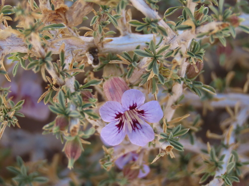 Aptosimum marlothii (Aptosimum marlothii)