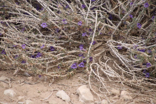 Aptosimum marlothii (Aptosimum marlothii)