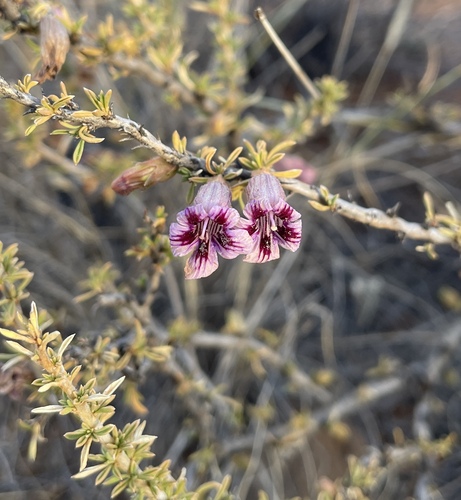Aptosimum marlothii (Aptosimum marlothii)