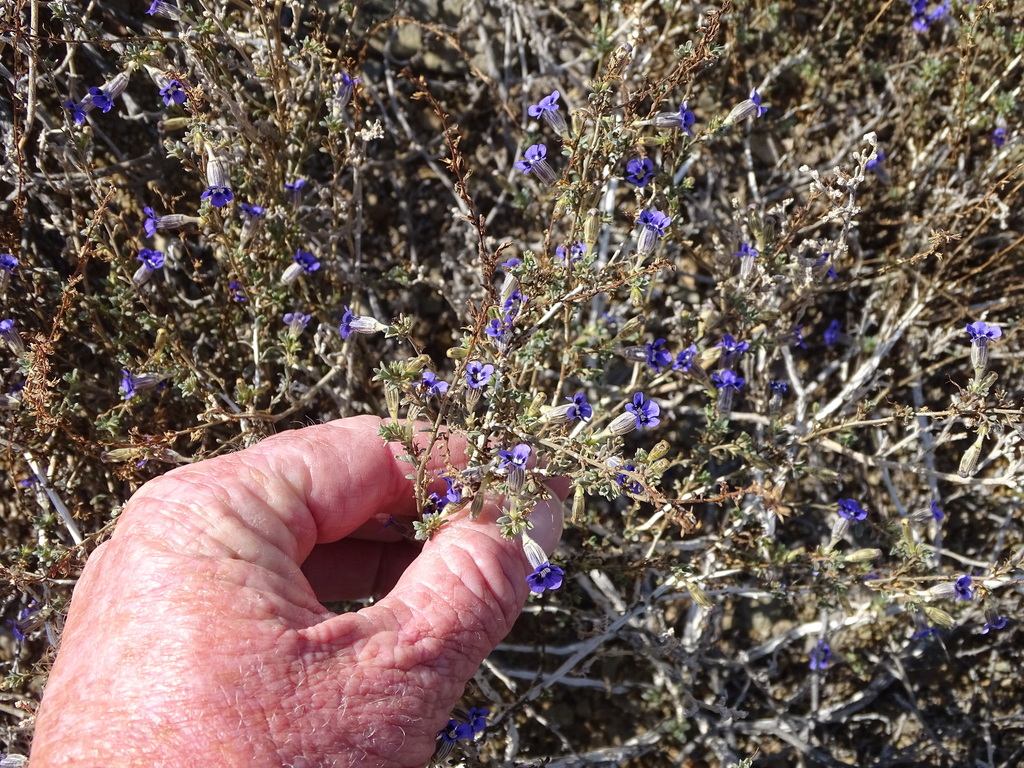 Aptosimum marlothii (Aptosimum marlothii)