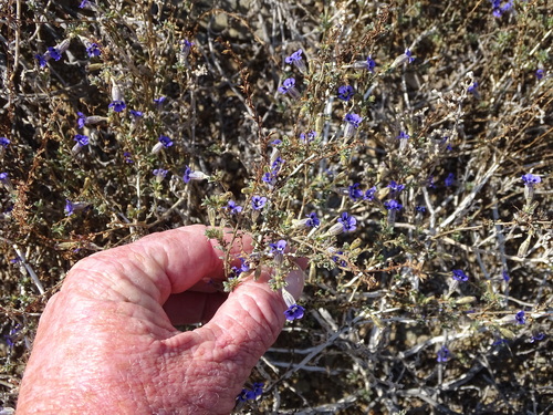 Aptosimum marlothii (Aptosimum marlothii)