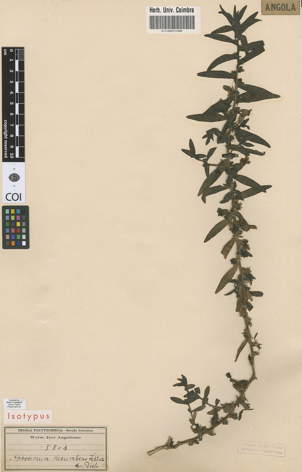 Aptosimum molle: Photograph of Isolectotype of Aptosimum molle at Herbarium of the University of Coimbra, Portugal (COI). Specimen COI00033108. http://coicatalogue.uc.pt/specime