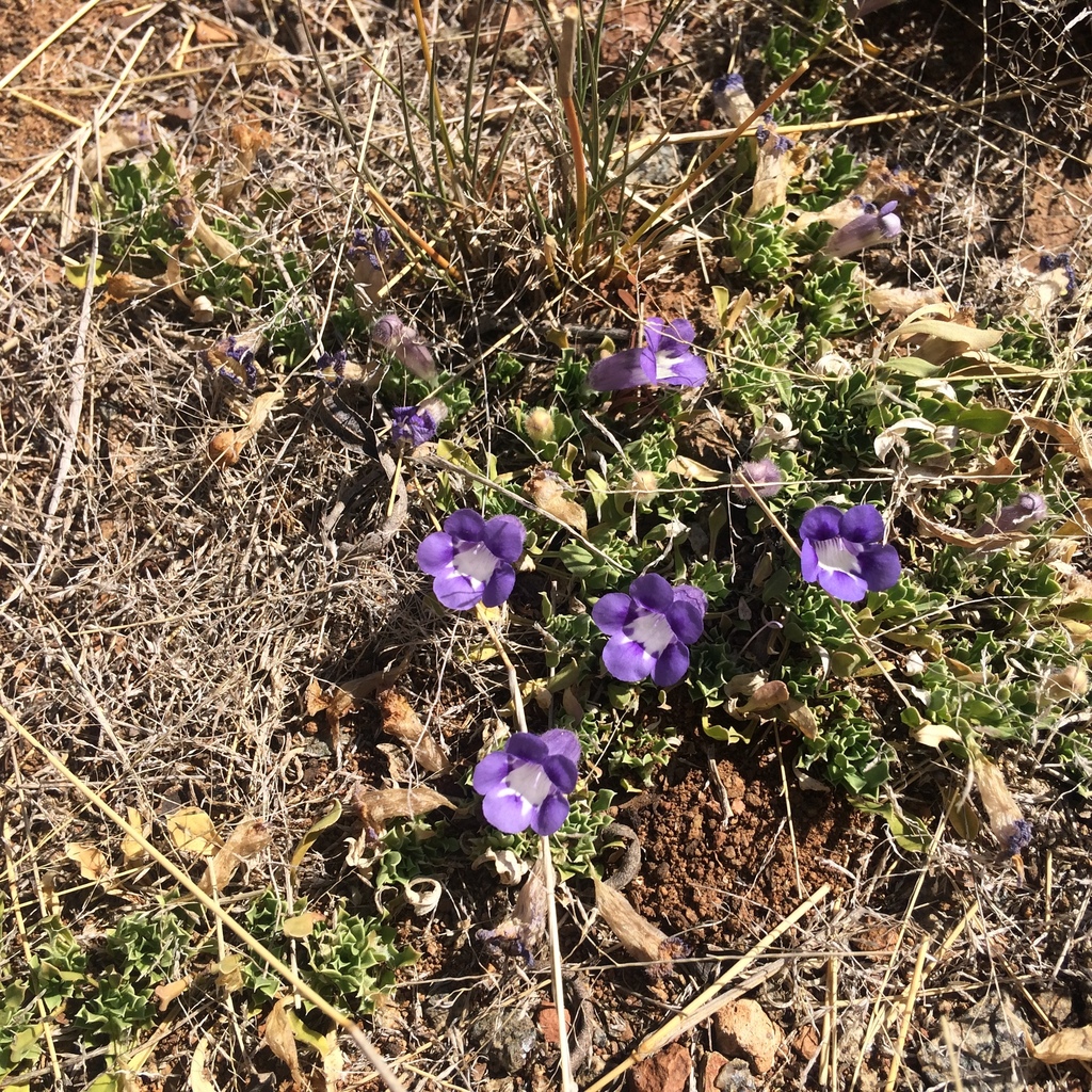 Carpet flower (Aptosimum procumbens)