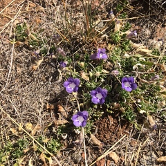 Carpet flower (Aptosimum procumbens)