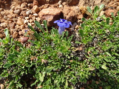 Carpet flower (Aptosimum procumbens)