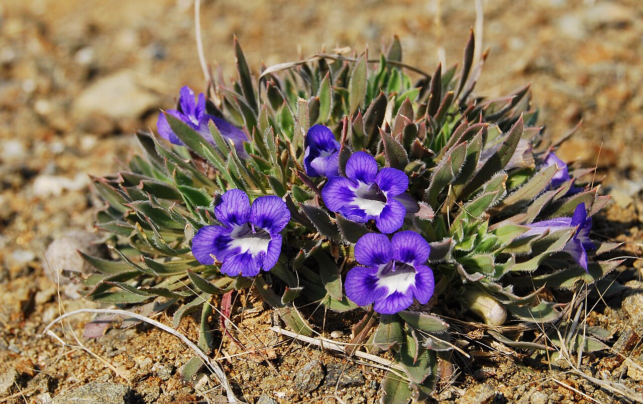 Carpet flower: Karoo violet