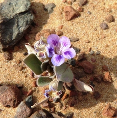 Carpet flower (Aptosimum procumbens)