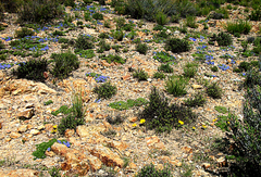 Carpet flower (Aptosimum procumbens)