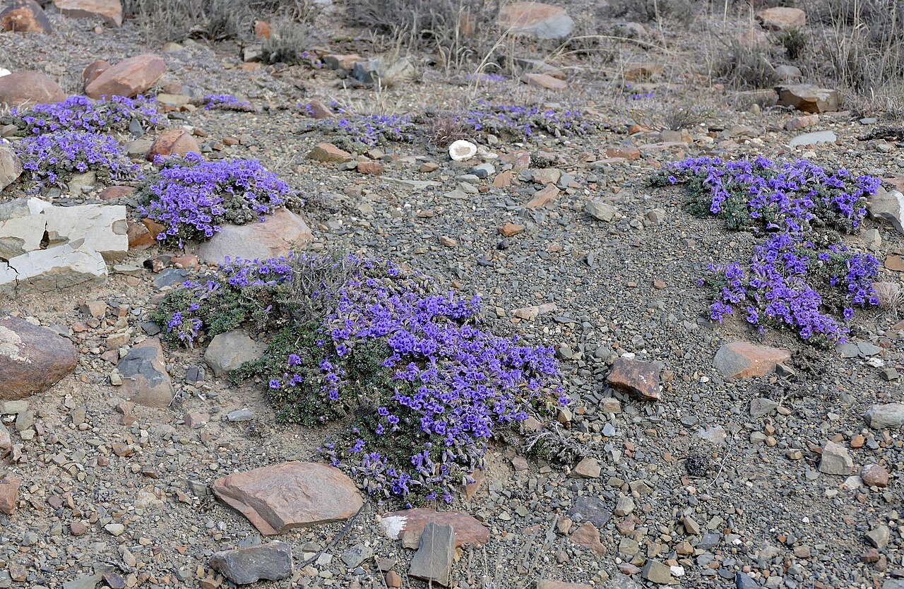 Carpet flower: Kranskop Loop, Mountain Zebra NP, Eastern Cape, SOUTH AFRICA