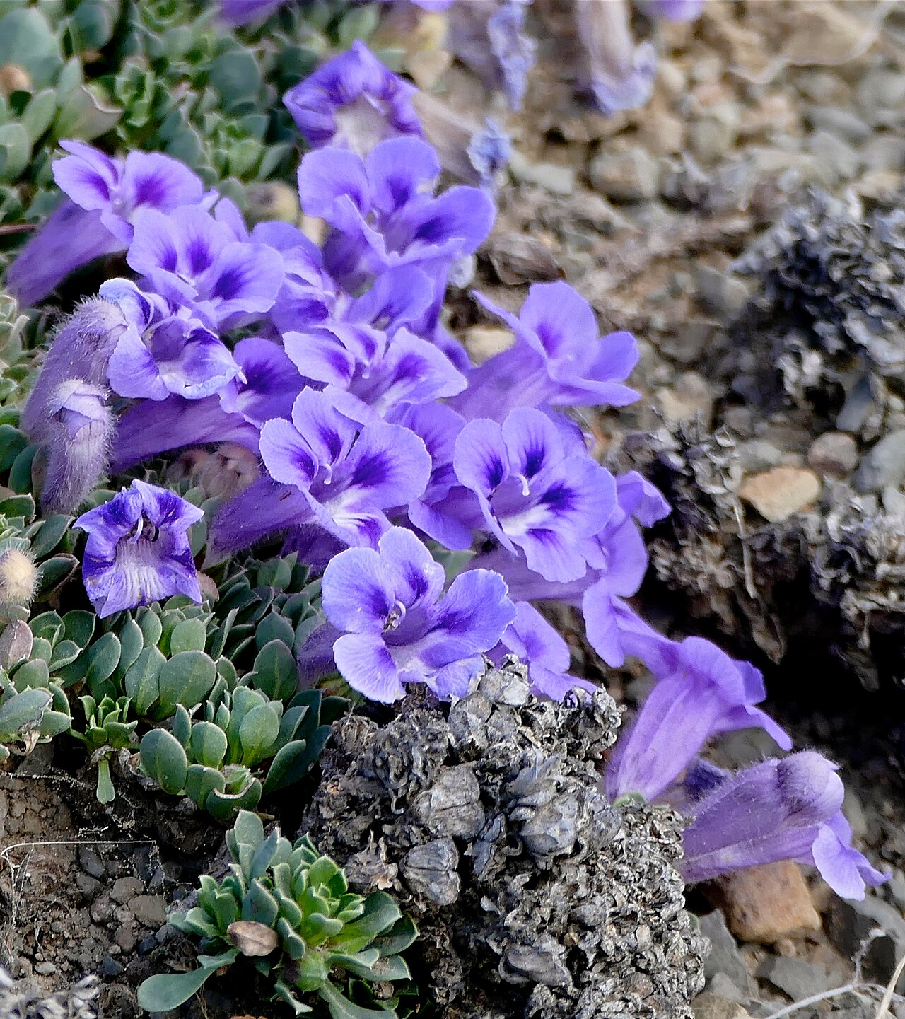 Carpet flower: Kranskop Loop, Mountain Zebra NP, Eastern Cape, SOUTH AFRICA